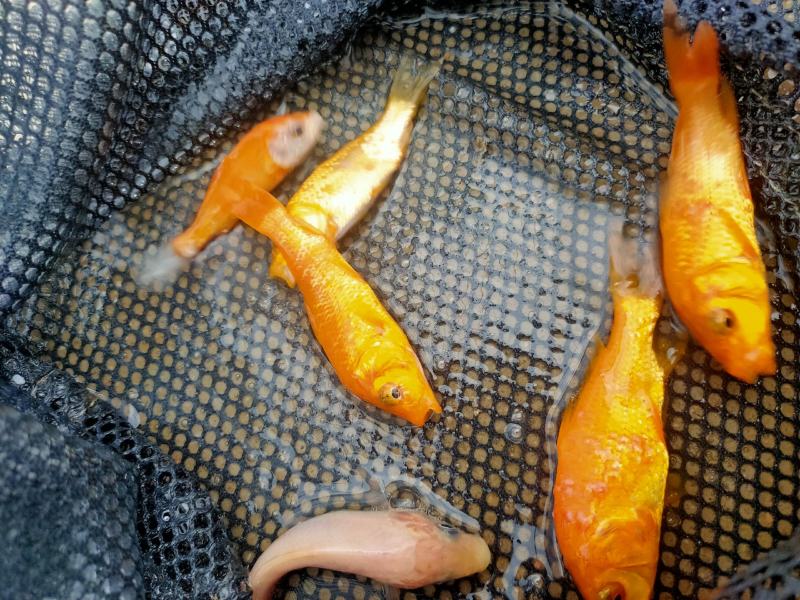 （精选优质）【锦鲤鱼苗】日本锦鲤三色锦鲤成活率高