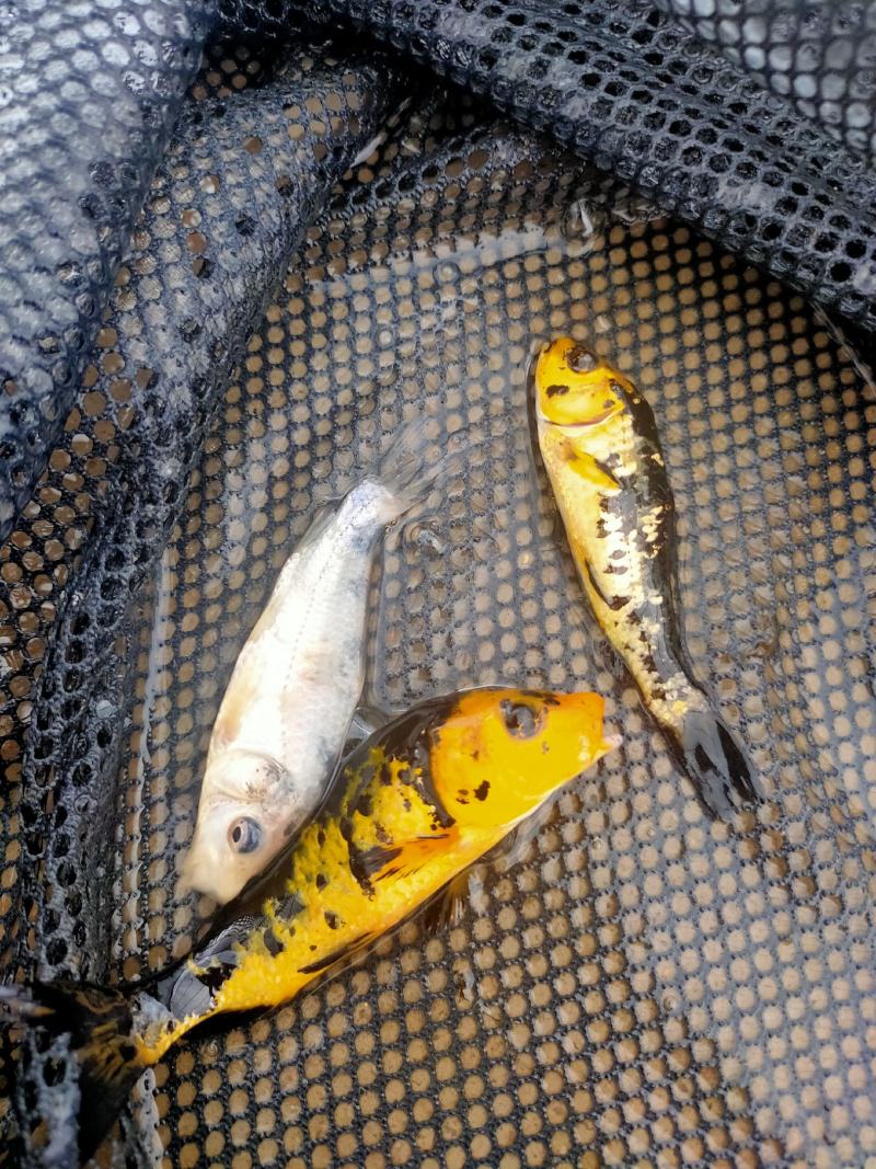 （精选优质）【锦鲤鱼苗】日本锦鲤三色锦鲤成活率高