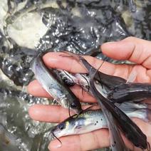 斑点叉尾鱼苗抗病强技术繁育产量高，一手货源，量大从优保质
