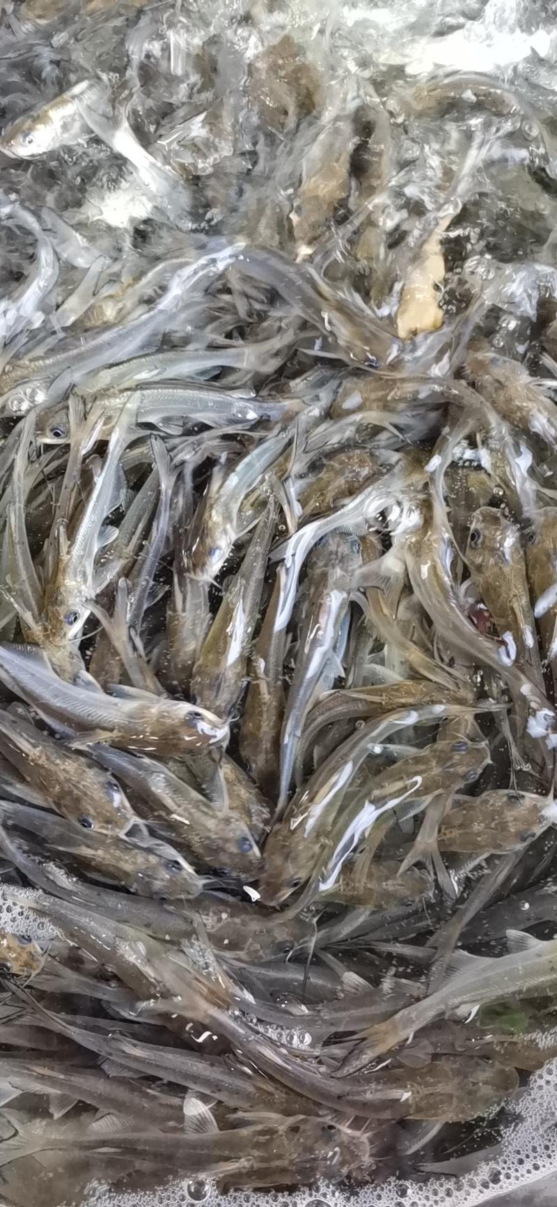 斑点叉尾鱼苗抗病强技术繁育产量高，一手货源，量大从优保质