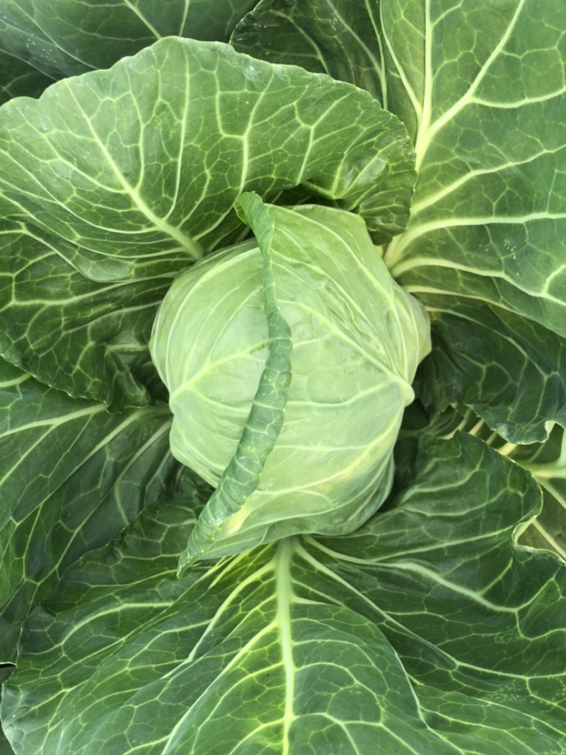 好甘蓝