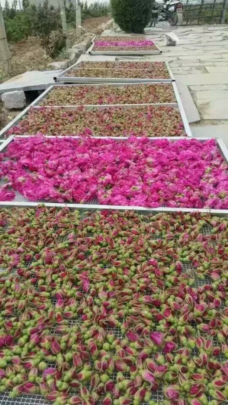 玫瑰花烘干机，玫瑰花烘干设备，玫瑰花烘干房，玫瑰花烘干箱