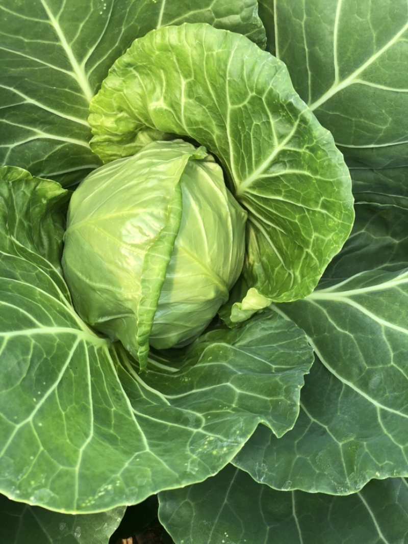 好甘蓝