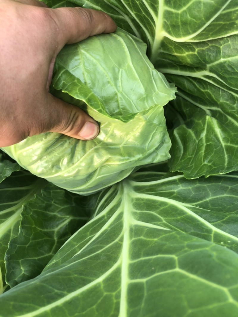 好甘蓝