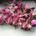 玫瑰花烘干机,玫瑰花烘干设备,玫瑰花烘干房,玫瑰花烘干箱