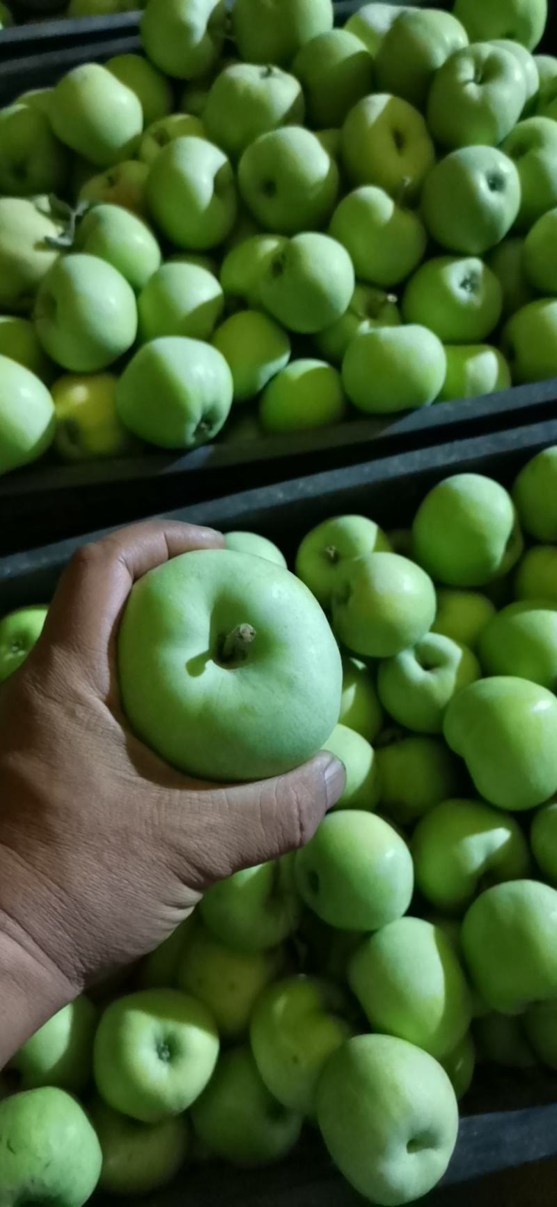青苹果