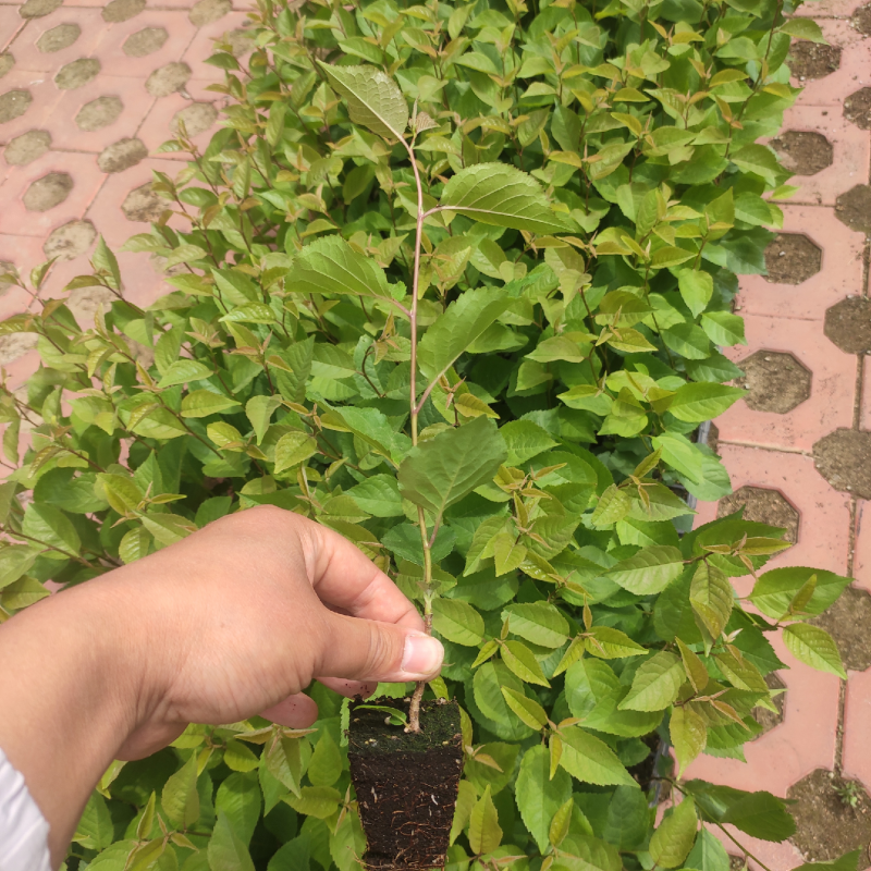 吉塞拉砧木苗，纯正脱毒组培吉塞拉6号，12号砧木苗