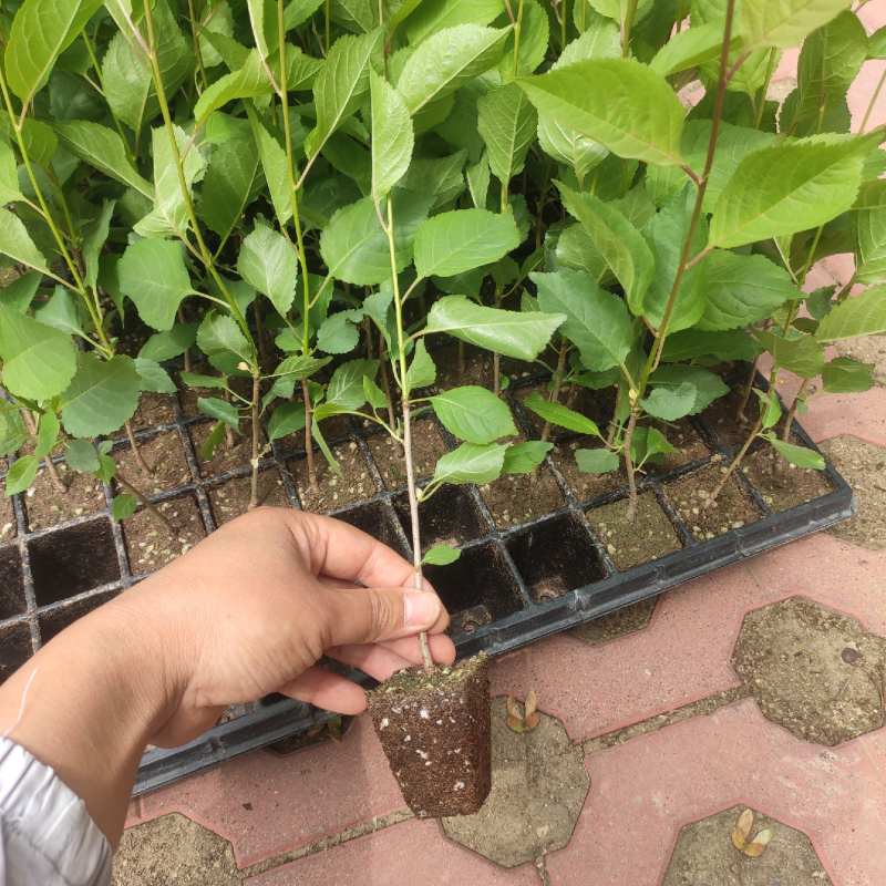 吉塞拉砧木苗，纯正脱毒组培吉塞拉6号，12号砧木苗