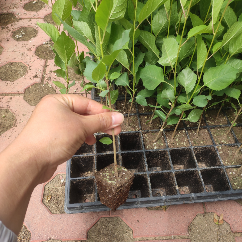 吉塞拉砧木苗，纯正脱毒组培吉塞拉6号，12号砧木苗