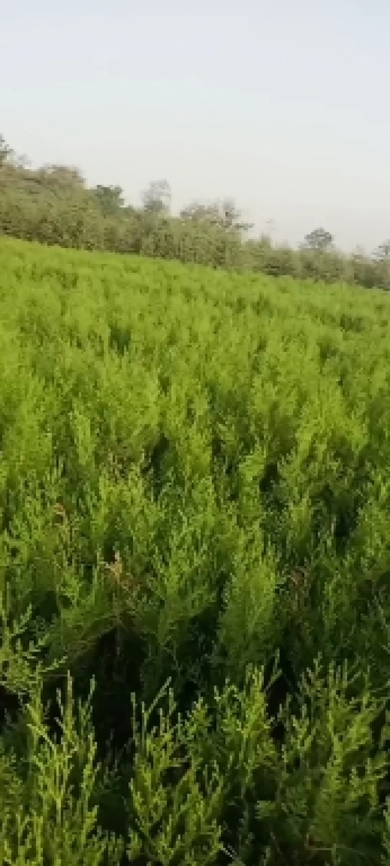 侧柏苗，白皮松，五角枫，河北石家庄井陉县侧柏花卉基地