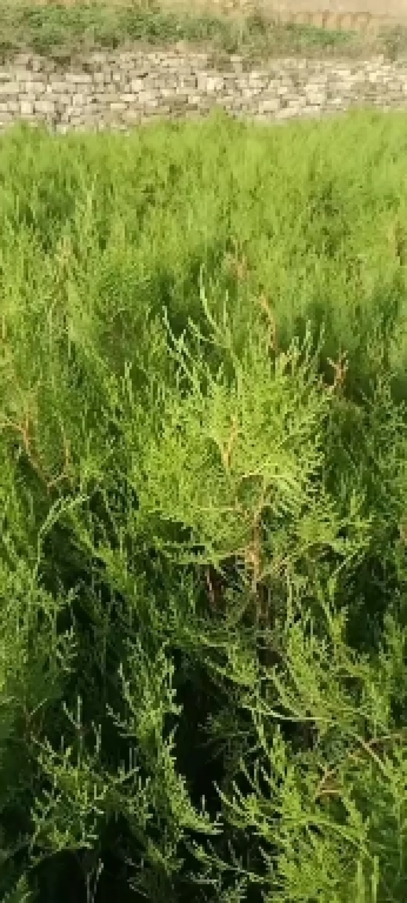 侧柏苗，白皮松，五角枫，河北石家庄井陉县侧柏花卉基地