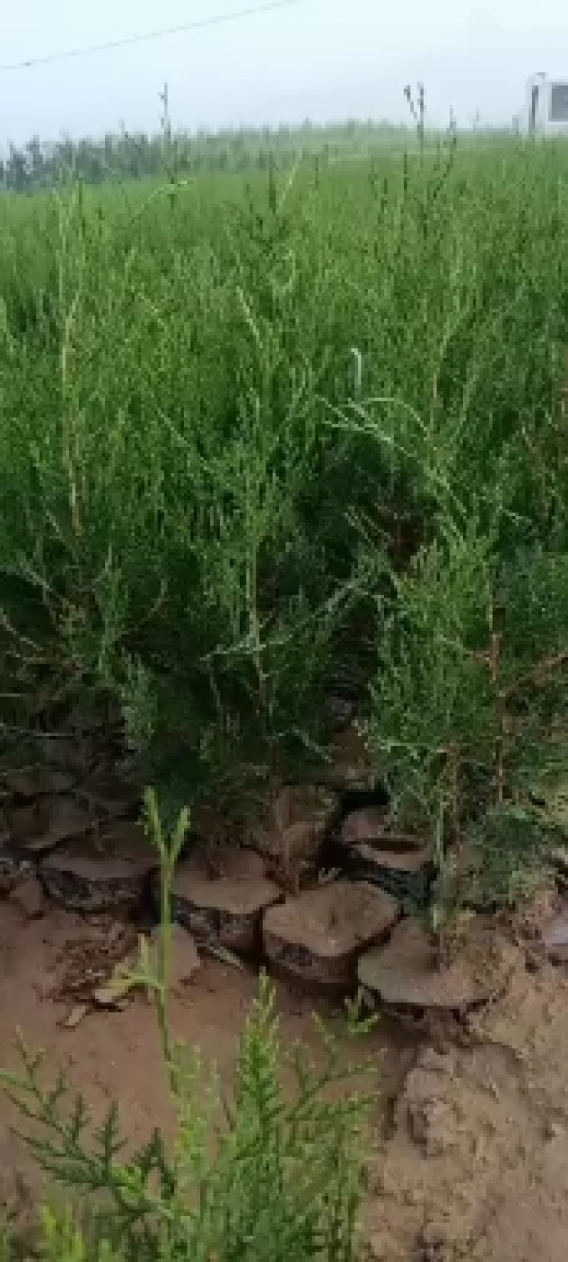 侧柏苗，白皮松，五角枫，河北石家庄井陉县侧柏花卉基地