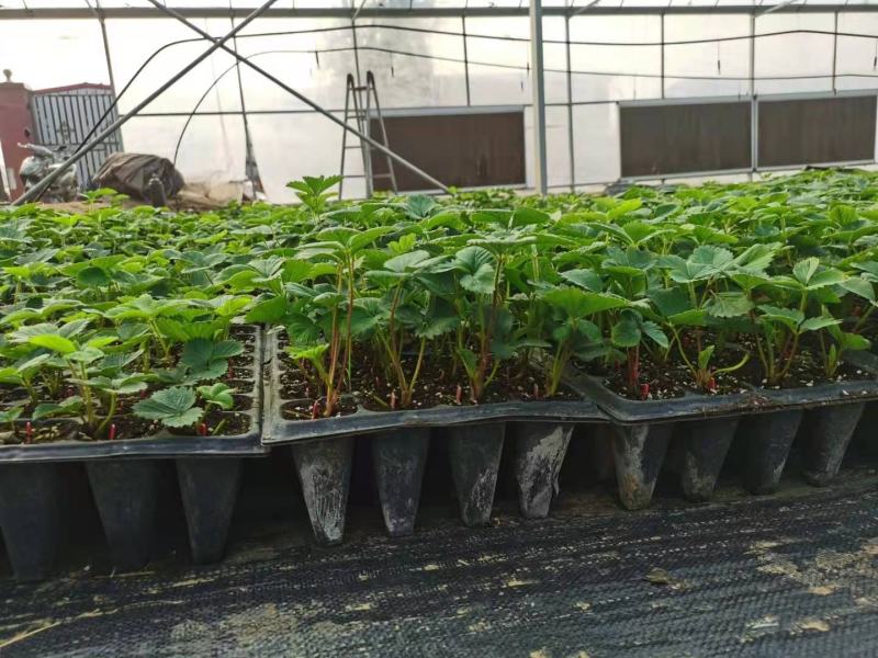 脱毒草莓苗，隋珠，红颜，章姬草莓生产苗，无病菌病害