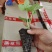 脱毒草莓苗，隋珠，红颜，章姬草莓生产苗，无病菌病害