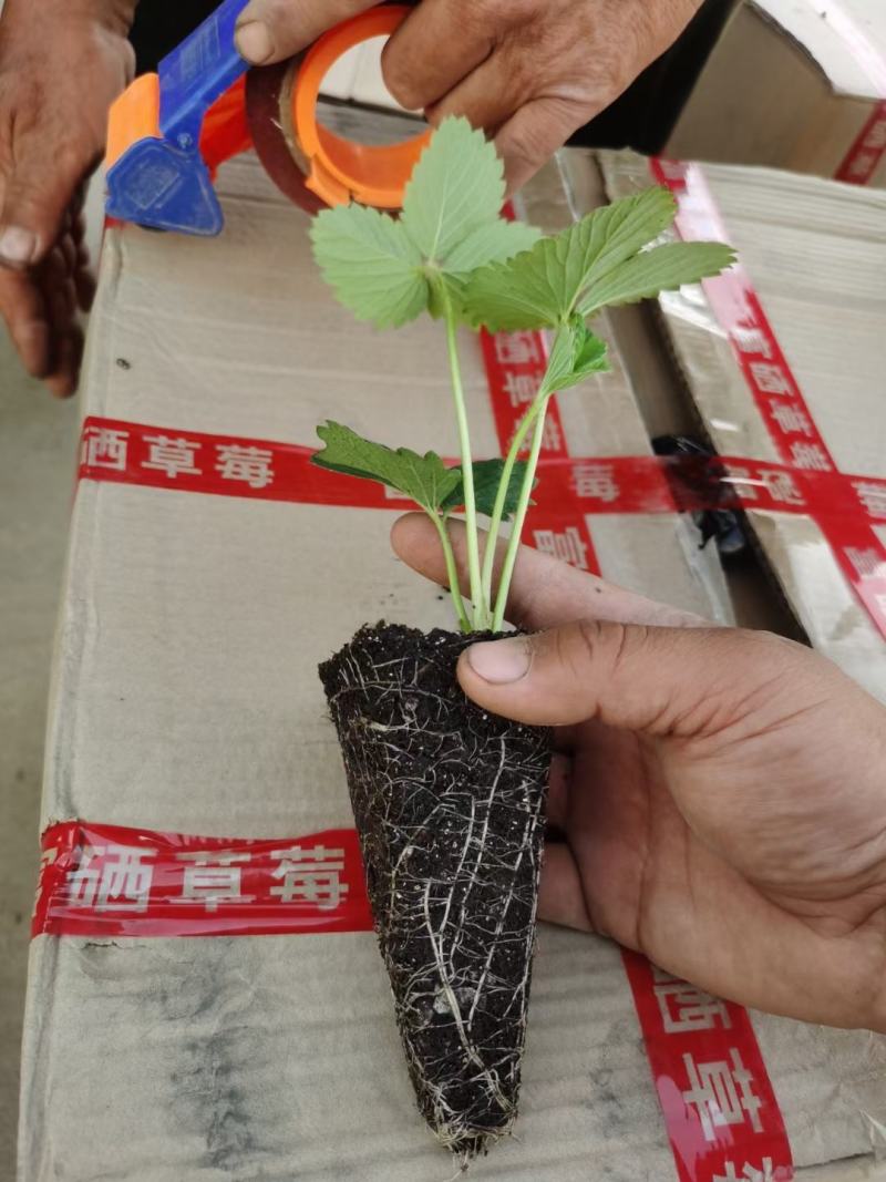 脱毒草莓苗，隋珠，红颜，章姬草莓生产苗，无病菌病害