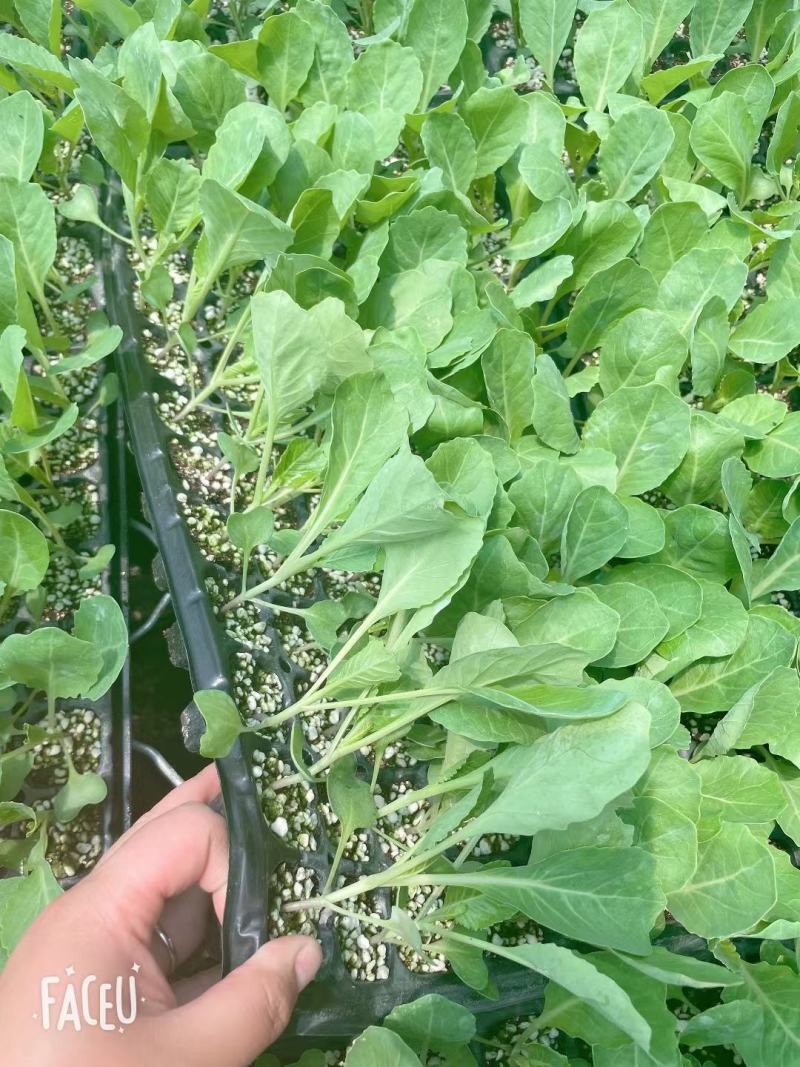 韩绿甘蓝种苗，大量现货，苗场直销，量大可以优惠
