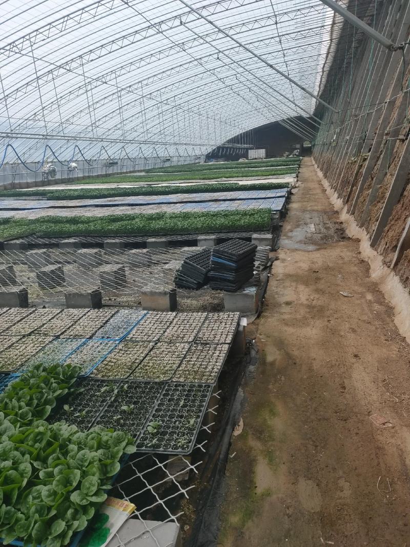 韩绿甘蓝种苗，大量现货，苗场直销，量大可以优惠