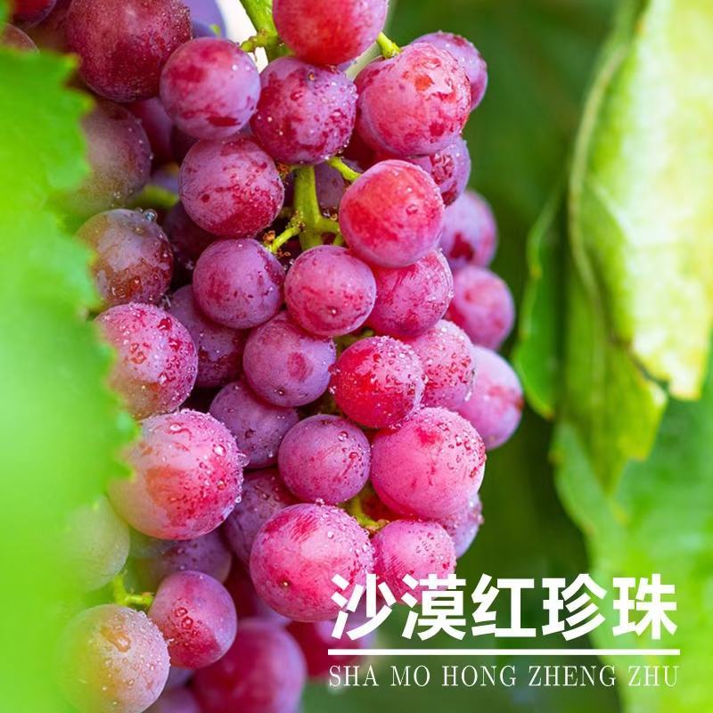 2025年新疆火焰玻璃翠无核白葡萄新货上市，一件代发包