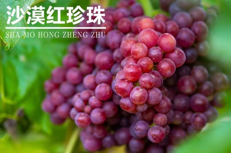 2025年新疆火焰玻璃翠无核白葡萄新货上市，一件代发包