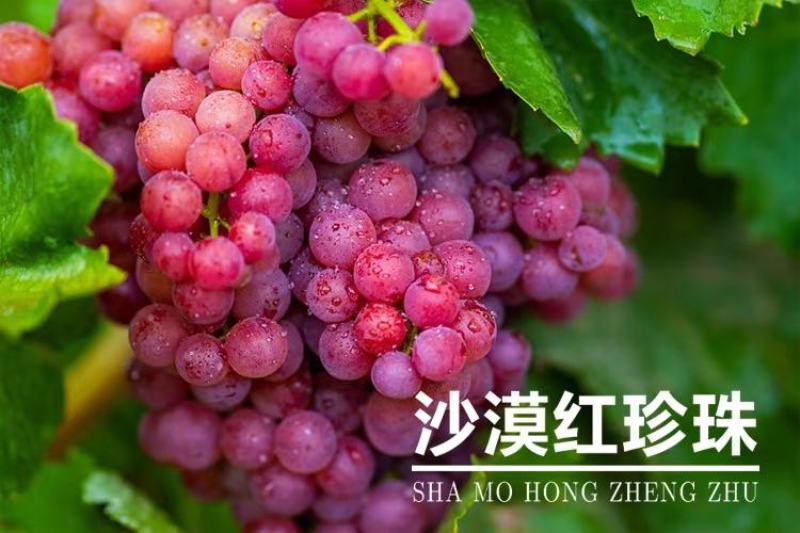 2025年新疆火焰玻璃翠无核白葡萄新货上市，一件代发包