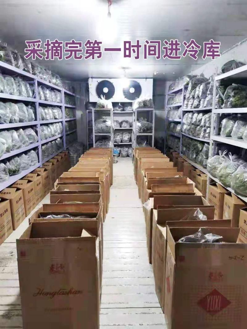 韩国紫苏子叶（少博韩苏）