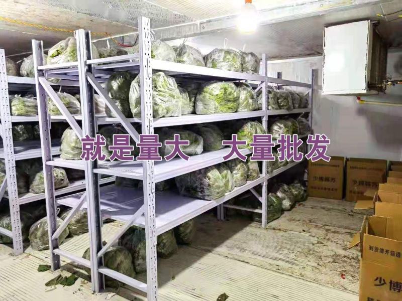 韩国紫苏子叶（少博韩苏）