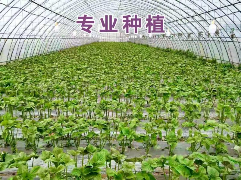 韩国苏子叶大量批发少博韩苏