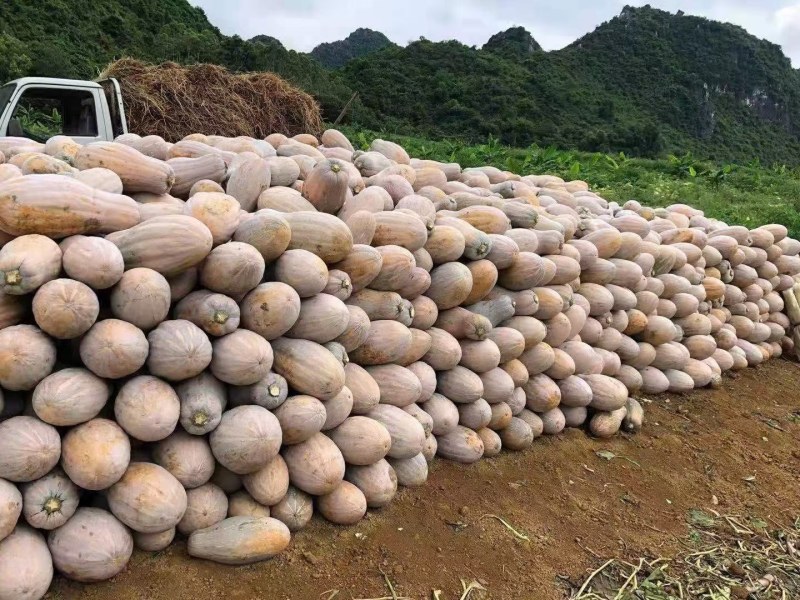 山地蜜本南瓜，自然熟，条形漂亮，九成黄