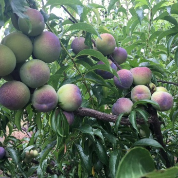 茵红李子苗，品种纯正，基地直销，提供两证一签，发票。