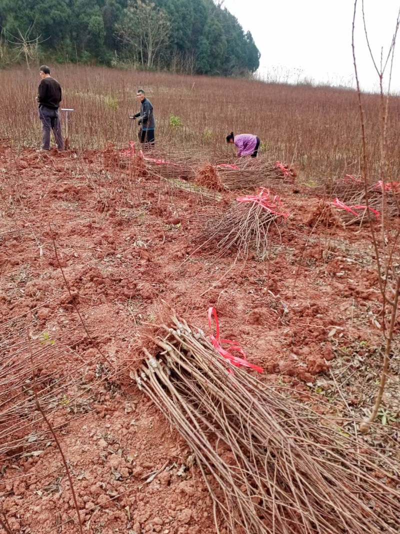 茵红李子苗，品种纯正，基地直销，提供两证一签，发票。