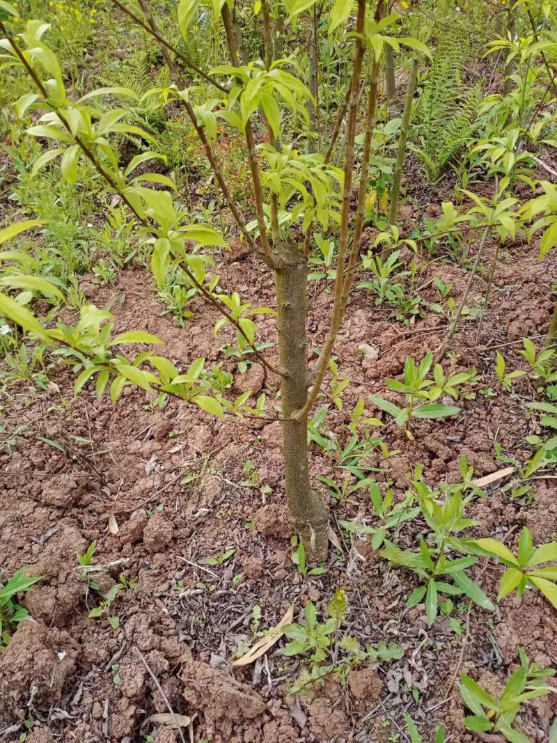 半边红李子苗【茵红李子苗】品种纯正，基地直销