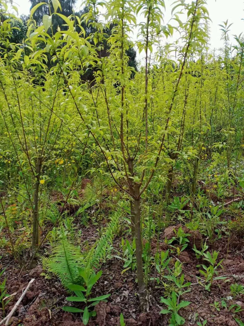 半边红李子苗【茵红李子苗】品种纯正，基地直销