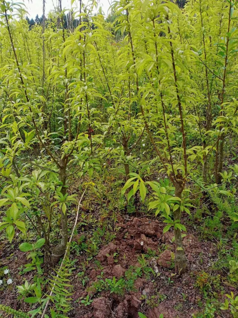 半边红李子苗【茵红李子苗】品种纯正，基地直销