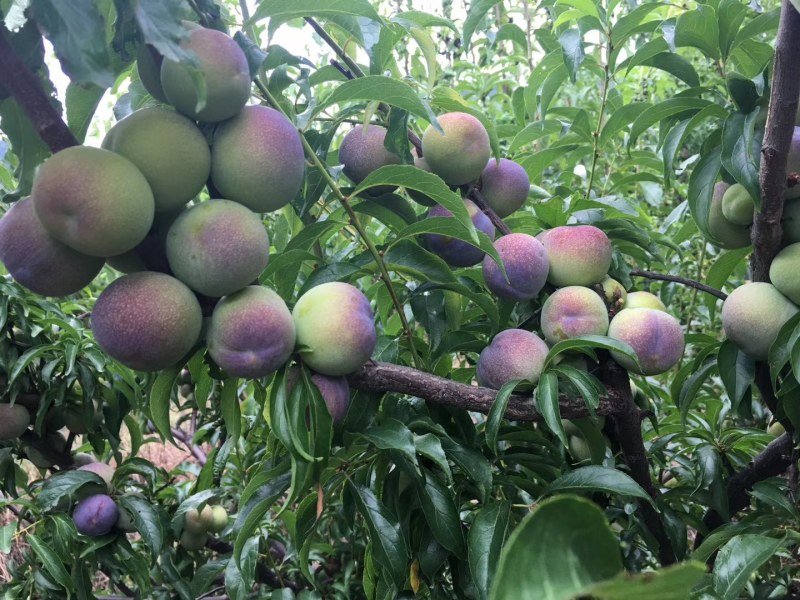 半边红李子苗【茵红李子苗】品种纯正，基地直销