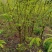 半边红李子苗【茵红李子苗】品种纯正，基地直销