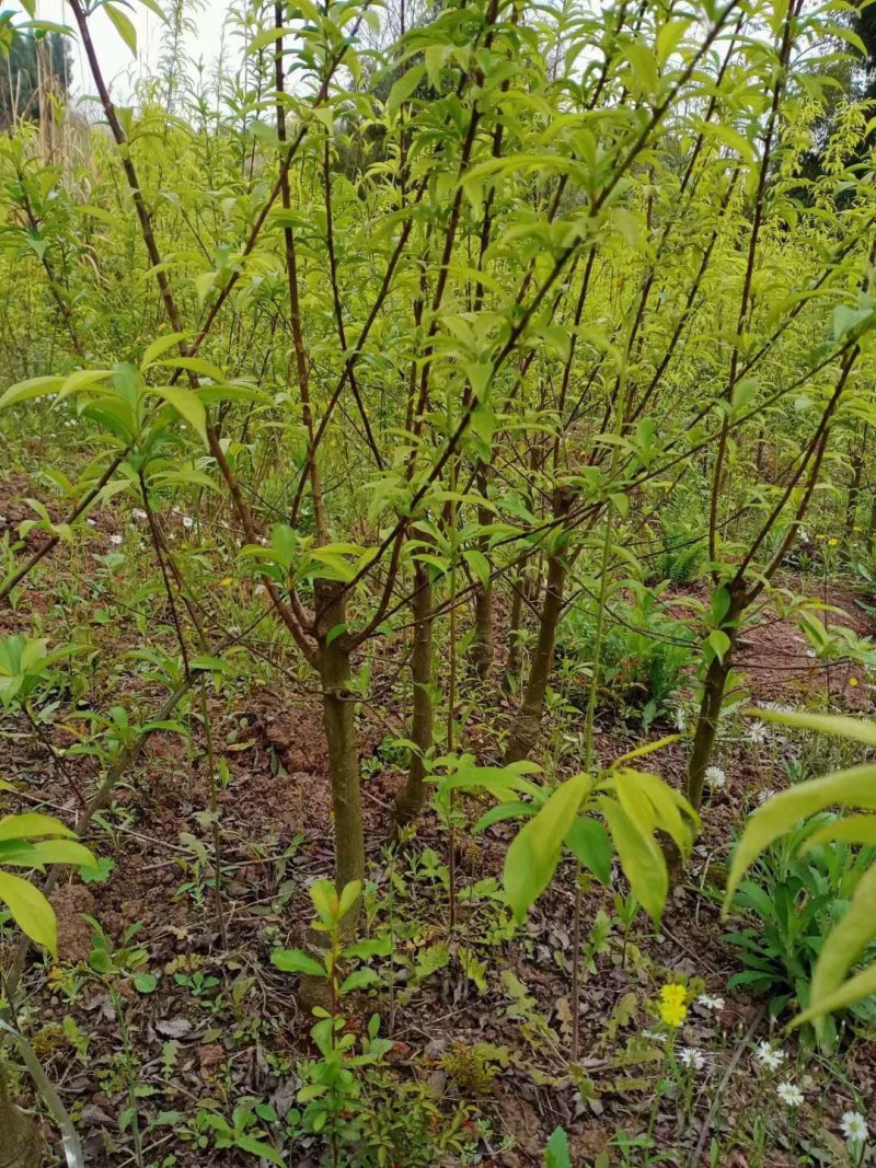 半边红李子苗【茵红李子苗】品种纯正，基地直销