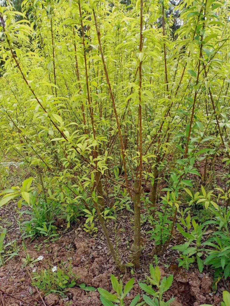 半边红李子苗【茵红李子苗】品种纯正，基地直销