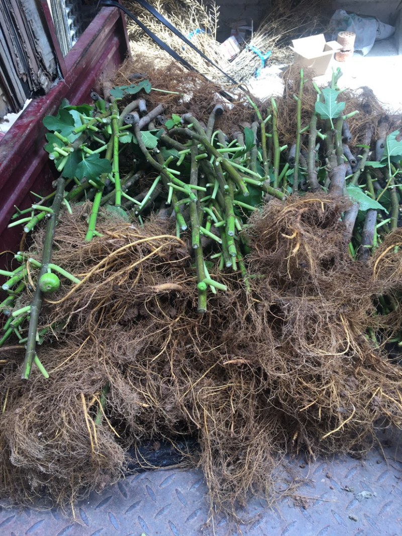 带土发货波姬红无花果苗种植，一颗也出售零售价格便宜。大颗