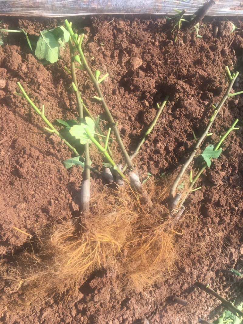 带土发货波姬红无花果苗种植，一颗也出售零售价格便宜。大颗