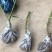 带土发货波姬红无花果苗种植，一颗也出售零售价格便宜。大颗