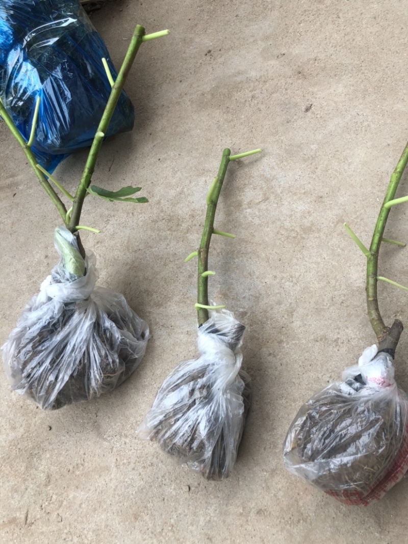 带土发货波姬红无花果苗种植，一颗也出售零售价格便宜。大颗