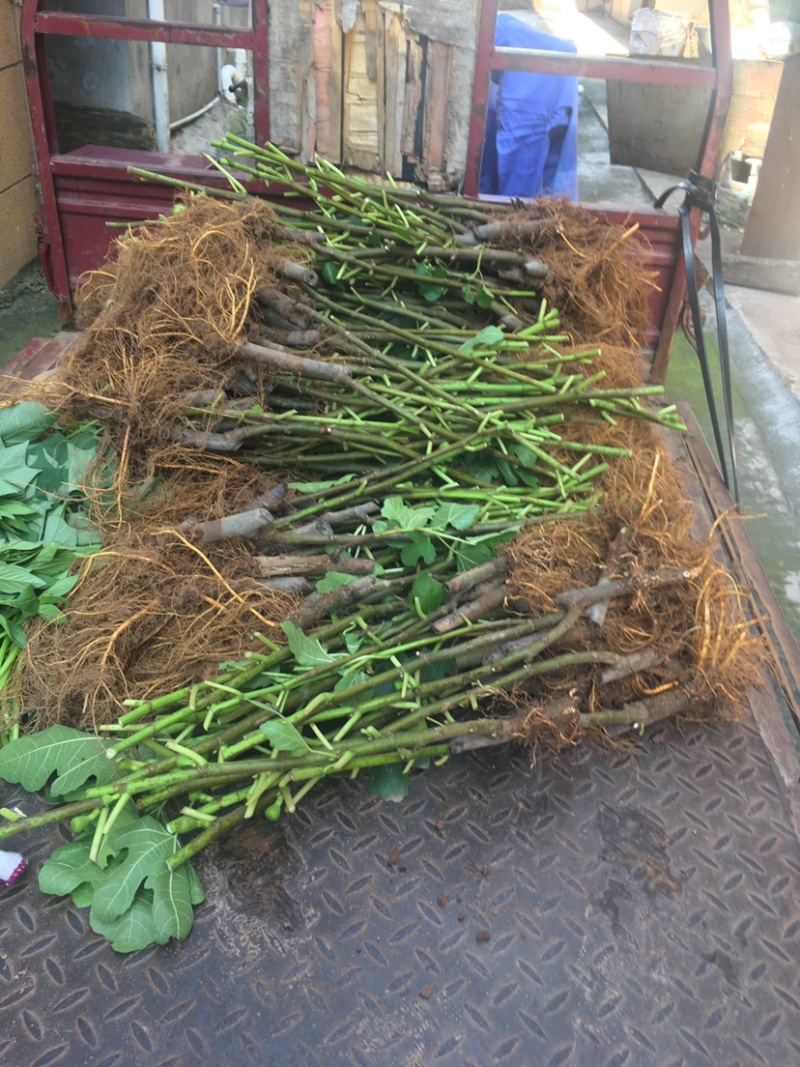 带土发货波姬红无花果苗种植，一颗也出售零售价格便宜。大颗