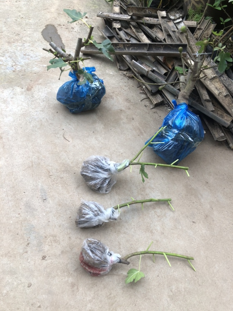 带土发货波姬红无花果苗种植，一颗也出售零售价格便宜。大颗