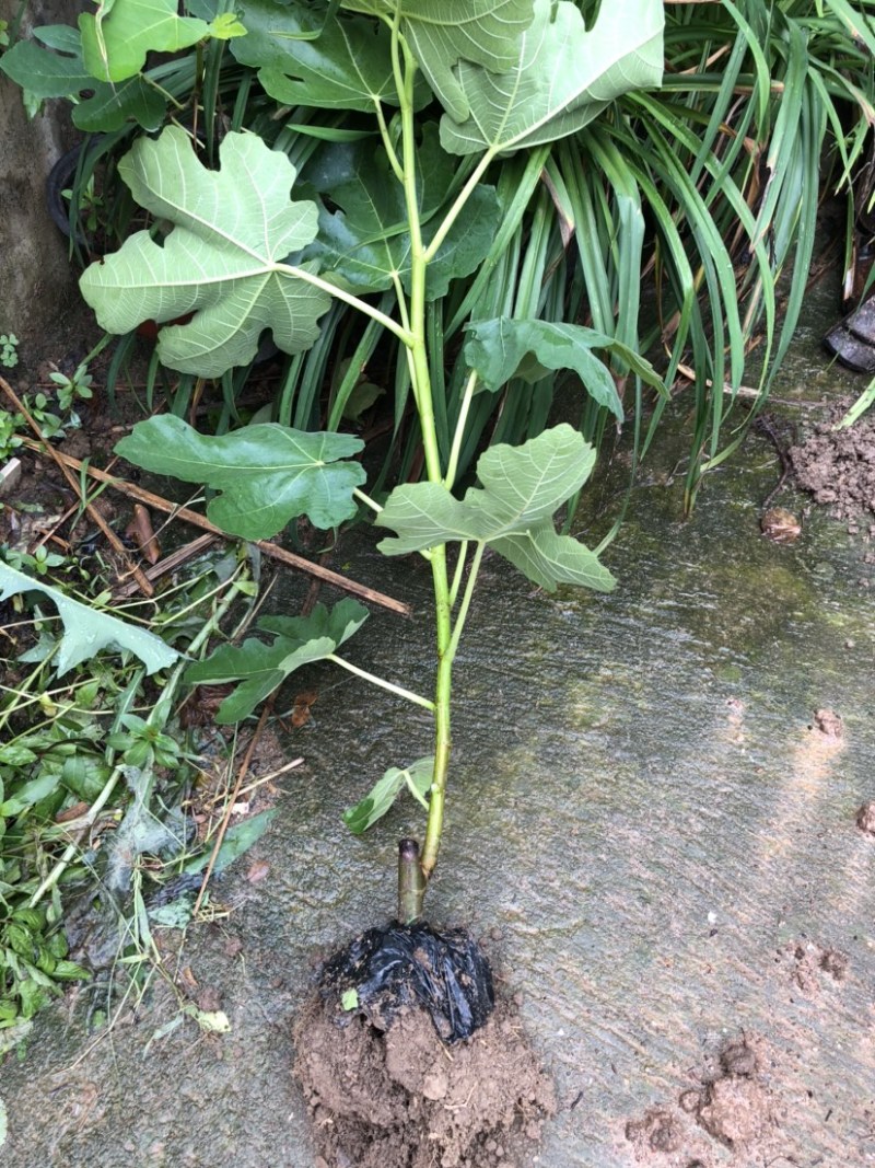 带土发货波姬红无花果苗种植，一颗也出售零售价格便宜。大颗