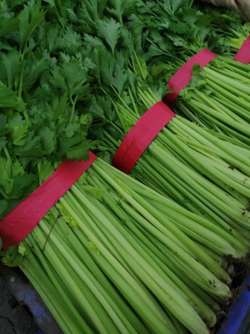 精品西芹50公分产地批发价格美丽大量供应