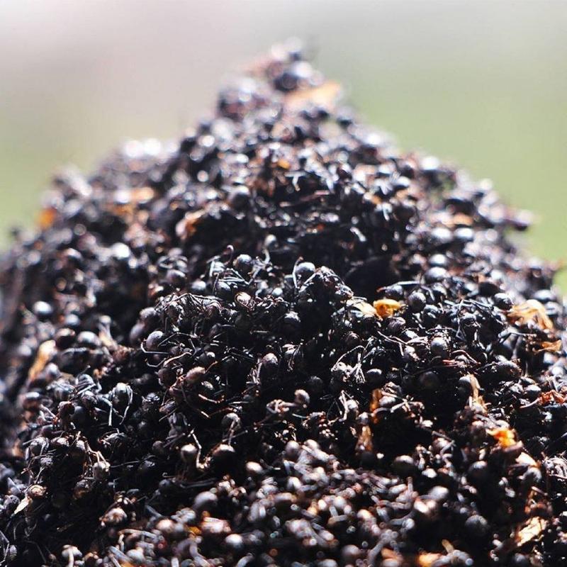 东北长白山黑蚂蚁中药材泡酒湿关节蚁酸充足大山蚂蚁500克