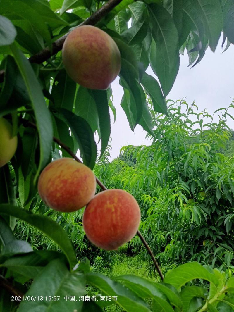 时令水果，血布袋桃子。个头不大，味道甜美，价格便宜