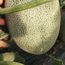 西洲蜜哈密瓜甜瓜保证质量货源充足