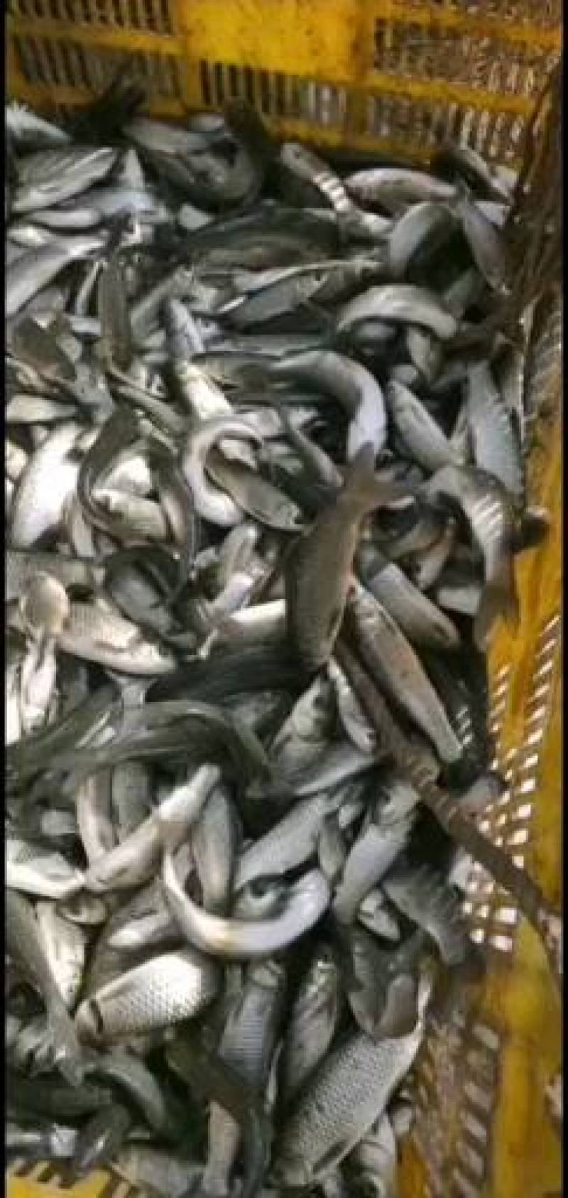 产地批发各种鱼苗