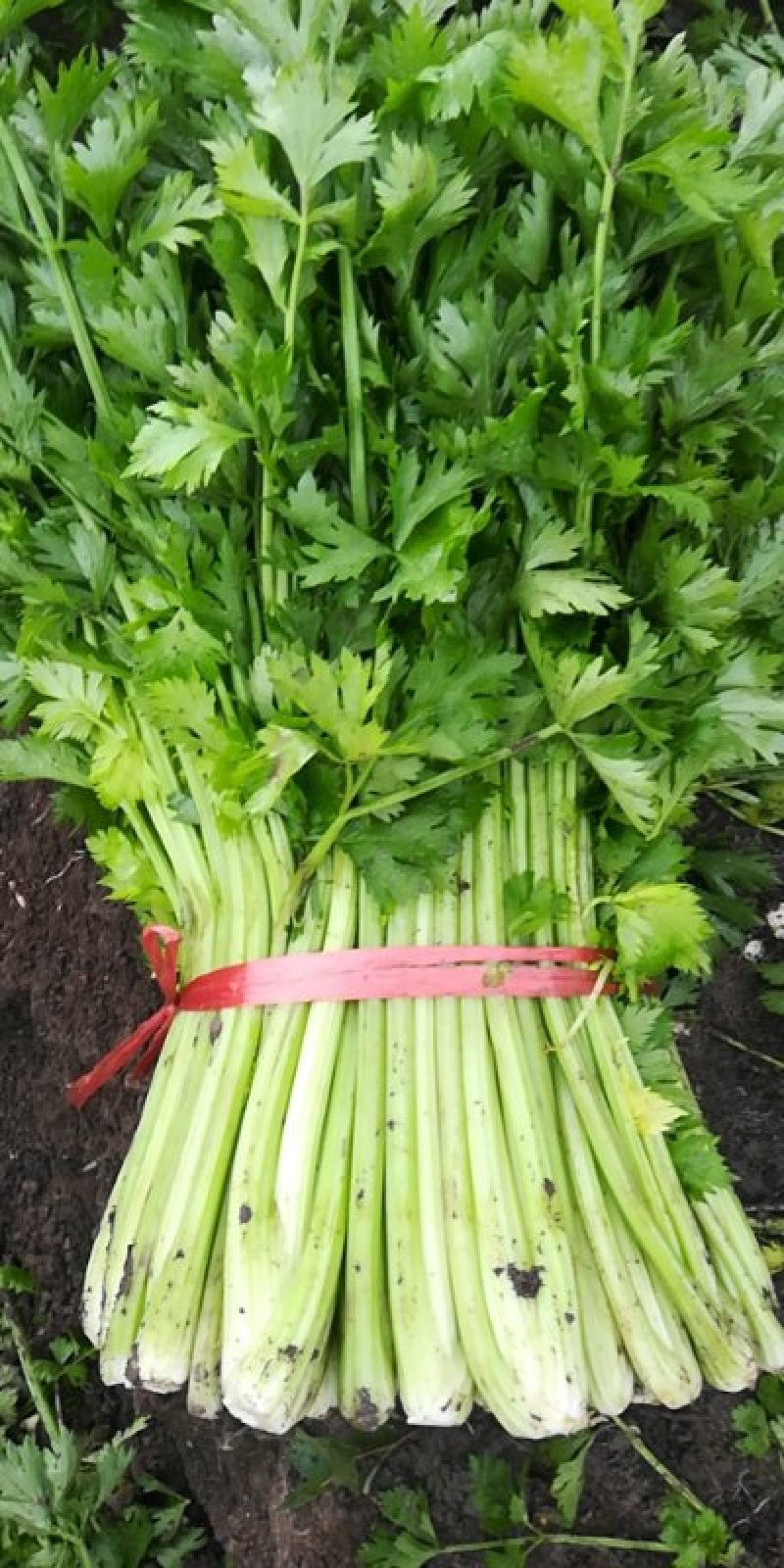 精品芹菜大量上市中质量好，干，湿均可对接全国。产地直发欢